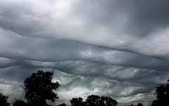 Asperatus-030609e.jpg