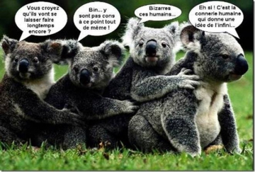 4 koalas w