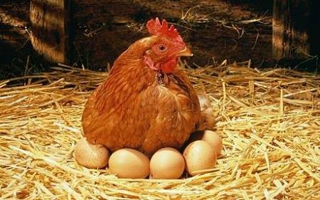 Résultat de recherche d'images pour "les poule en bio liberté"