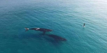 ce-surfeur-fait-du-paddle-a-cote-des-baleines.jpg